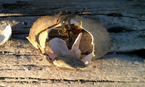 It's a crab shell husk... around shells... and a fat rock... I think it looks like a bunny! In a crab shell frame.